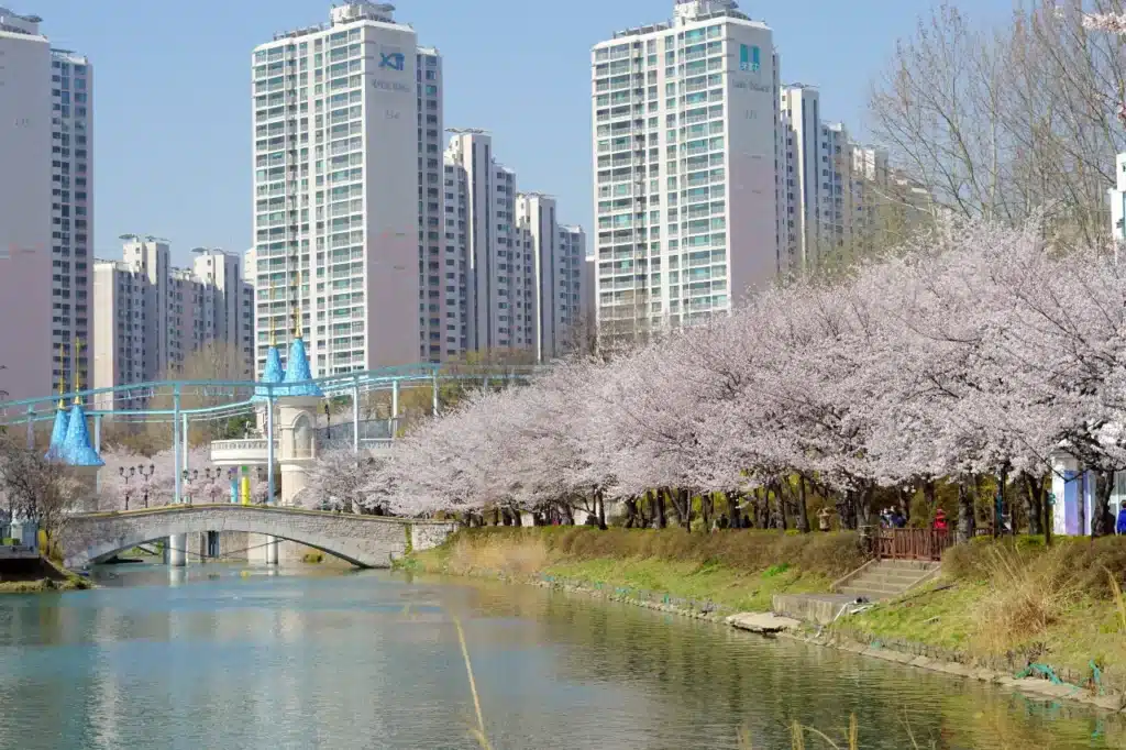 Cherry blossom Seokchon Lake