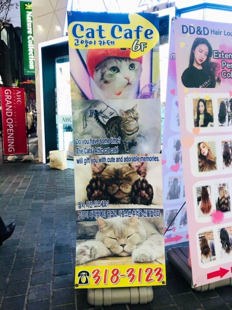 Cat Cafe Seoul